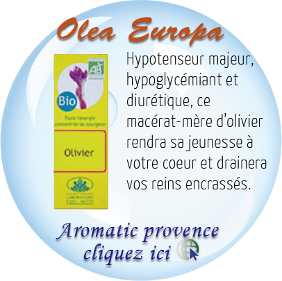 Olea-Europa-ad