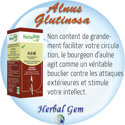 Alnus Glutinosa