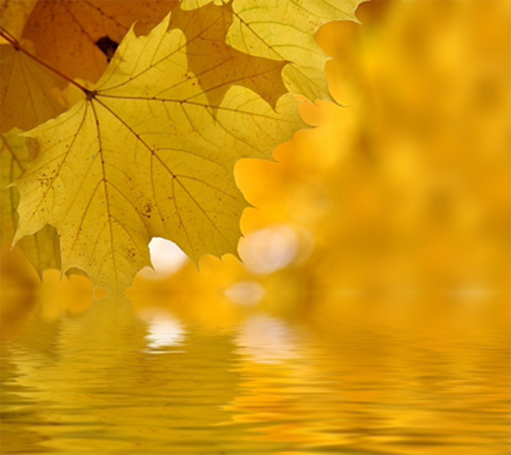 100 осень. Leaf Shade Summer.